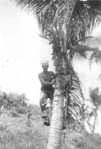 Picking Coconuts Picking Coconuts